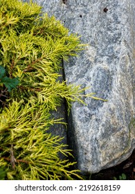 Juniper Gold Star Branches - Latin Name - Juniperus X Pfitzeriana Gold Star. Juniper And Stone. A Place To Copy. Selective Focus.