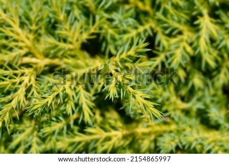 Juniper Gold Star branches - Latin name - Juniperus x pfitzeriana Gold Star