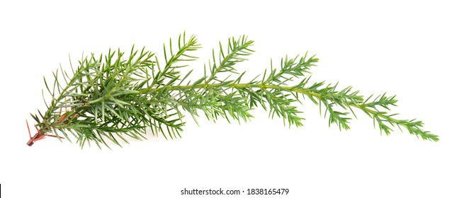 Juniper green branch, isolated on white background. Ornamental plants for landscape design. - Powered by Shutterstock