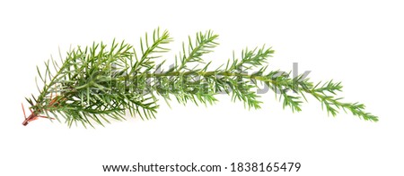 Juniper green branch, isolated on white background. Ornamental plants for landscape design.