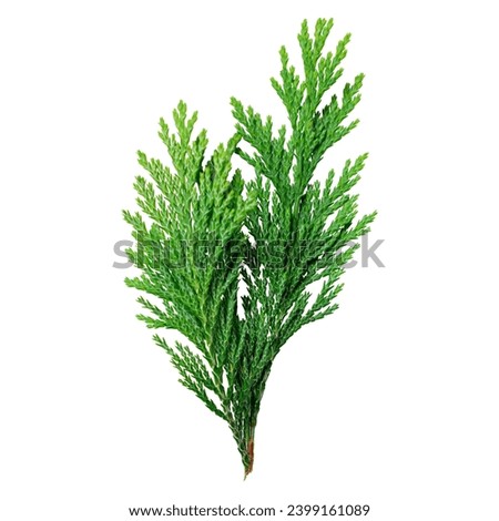 Juniper green branch, isolated on white background. Ornamental plants for landscape design. Juniper sprig isolated on white