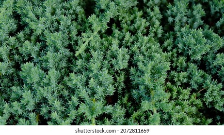 Juniper Hedge Texture As Coniferous Natural Textured Background. Dwarf Japanese Garden Juniper Creeping (Juniperus Horizontalis). Botanical Pattern For Graphic Design And Wallpaper. Close-up.