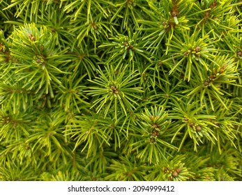 Juniper hedge texture as coniferous natural textured background.
