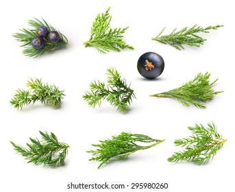 Juniper Isolated On White Background.