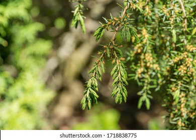 Juniper Juniperus Communis Horstmann Bloom On Stock Photo 1718838775 ...