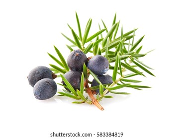 Juniper with leaves oj a white background