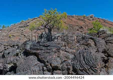 Juniper Pine Growing in the Lava in El Malpais National Monument in New Mexico