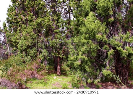 Juniper and Pinyon Pine Trees besides an alpine meadow taken at a coniferous forest taken in the San Gabriel Mountains, CA