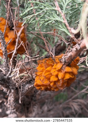 Juniper rust is a contagious disease