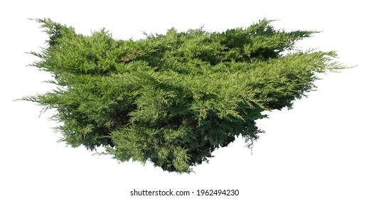 Juniper Shrub, Isolated Plant On White Background.