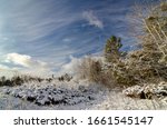 Juniper, shrubs and trees are coated with a dusting of snow while wind swept clouds match the textural feel of the land, Newport State Park, Door County, Wisconsin