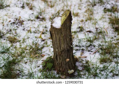 Juniper Stump In Winter.