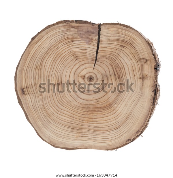 Juniper Texture Isolated On White Background Stock Photo (Edit Now ...