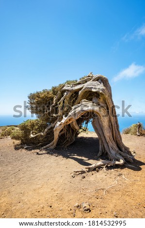 Juniper tree bent by wind. Famous landmark in El Hierro, Canary Islands. High quality photo