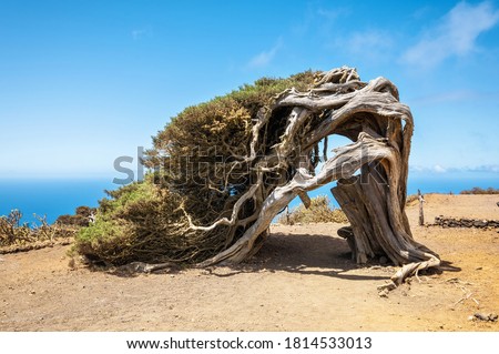Juniper tree bent by wind. Famous landmark in El Hierro, Canary Islands. High quality photo