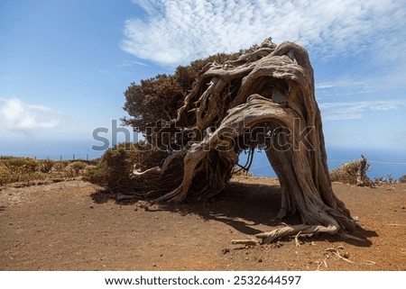 Juniper tree bent by the wind growing on the edge of a cliff by the atlantic ocean in el hierro, canary islands