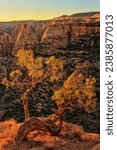 Juniper tree at Grand View overlook in Colorado National Monument, Grand Junction, USA