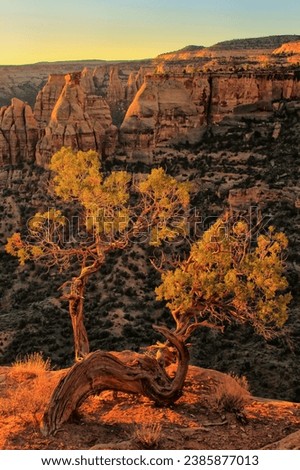Juniper tree at Grand View overlook in Colorado National Monument, Grand Junction, USA