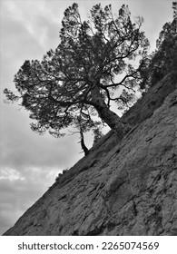 Juniper tree grows on a cliff. BW photo