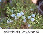 Juniper Tree - Juniperus pinchotii - on White Rim Overlook Trail in Canyonlands National Park, Utah on sunny summer afternoon.