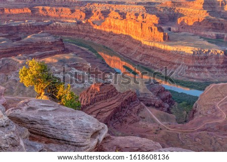 A juniper tree on a ledge in Dead Horse Point lit by early morning light overlooking the Colorado River near Moab, Utah.