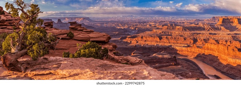 A juniper tree sits on a rock ledge over a Colorado River Gooseneck, seen from Dead Horse Point State Park, Utah.