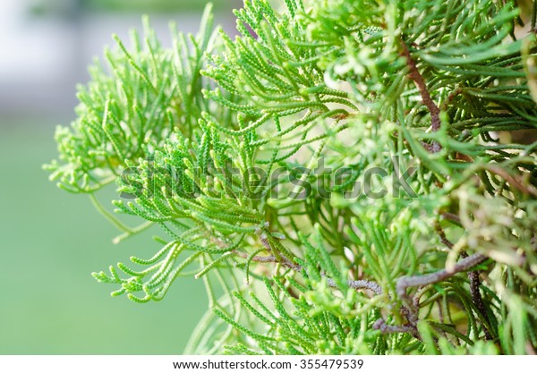 juniper fog