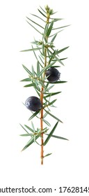 Juniper Twig