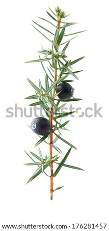 Juniper twig