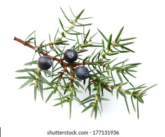 Juniper Twig With Berries