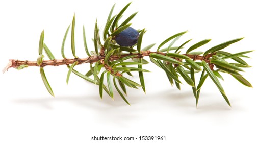 Juniper Twig  Isolated On White