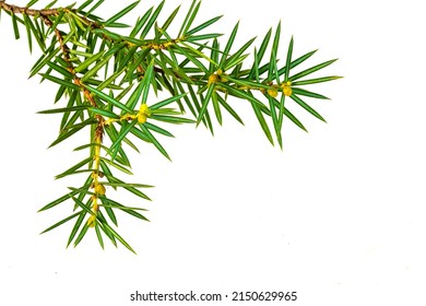 Juniper Twigs On A White Isolated Background