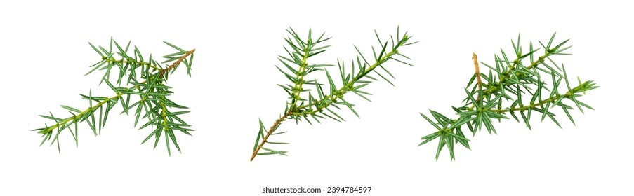 juniper twigs on a white isolated background - Powered by Shutterstock