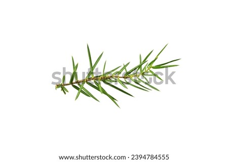 juniper twigs on a white isolated background