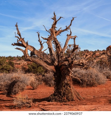 The juniper typically lives 350-700 years, and some even live to see 1,000 years. Over its life, the Utah juniper will not exceed 30 feet in height or 3 feet in trunk diameter. 