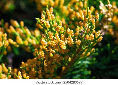 Junipers are coniferous trees and shrubs. Depending on taxonomy, 50 to 67 species of juniper are widely distributed throughout the Northern Hemisphere, from the Arctic, south to tropical Africa,