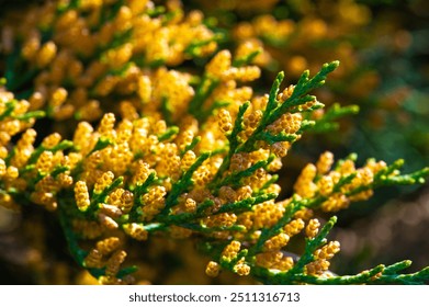 Junipers are coniferous trees and shrubs. Depending on taxonomy, 50 to 67 species of juniper are widely distributed throughout the Northern Hemisphere, from the Arctic, south to tropical Africa,