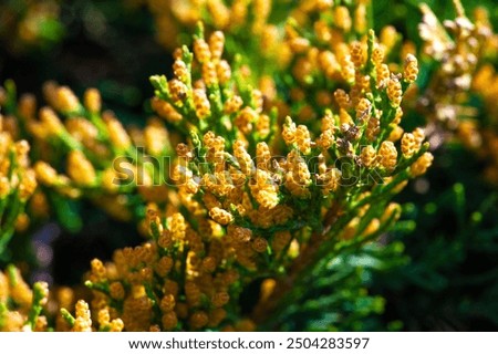 Junipers are coniferous trees and shrubs. Depending on taxonomy, 50 to 67 species of juniper are widely distributed throughout the Northern Hemisphere, from the Arctic, south to tropical Africa,