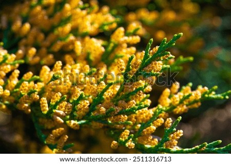 Junipers are coniferous trees and shrubs. Depending on taxonomy, 50 to 67 species of juniper are widely distributed throughout the Northern Hemisphere, from the Arctic, south to tropical Africa,