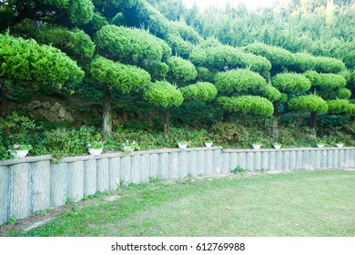 Juniperus Chinensis