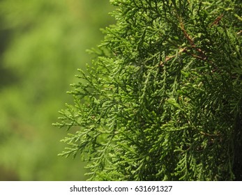 Juniperus Chinensis