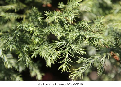 Juniperus Chinensis / Background