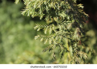 Juniperus Chinensis / Background