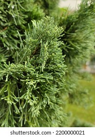 Juniperus Chinensis, The Chinese Juniper