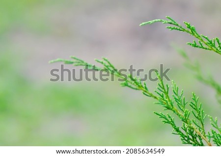 Juniperus chinensis, Chinese juniper or CUPRESSACEAE plant
