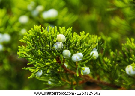 Juniperus chinensis L(Dragon Chinese Juniper)