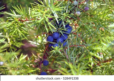 Juniperus Communis