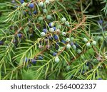 Juniperus communis or common juniper closeup. A plant that contains a large amount of essential oil and phytoncides. Juniper berries in homeopathy and treatment of various diseases