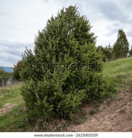 Juniperus communis, common juniper shrub growing in dry grassland habitat in Slovakia. Native evergreen species with dense conical shape on a hillside.
