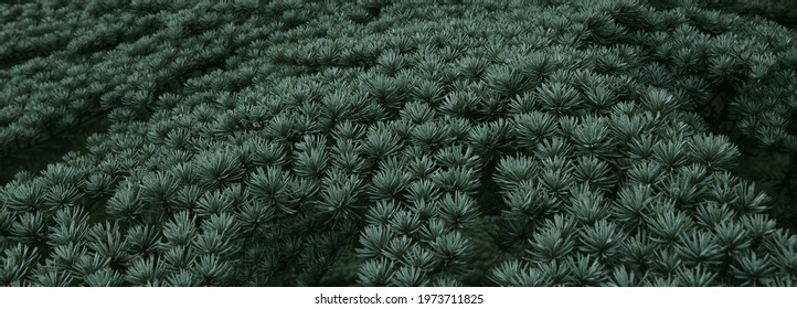 3,239 Juniper fields Images, Stock Photos & Vectors | Shutterstock